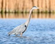 BlueHeron-202.jpg