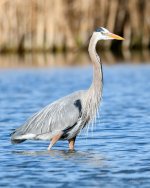 BlueHeron-203.jpg