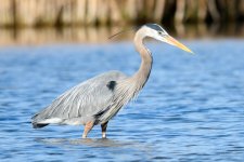 BlueHeron-204.jpg