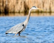 BlueHeron-205.jpg