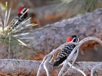 Woodpecker.jpg