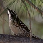 Woodpecker8.jpg
