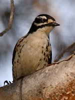 Woodpecker11.jpg