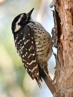 Woodpecker13.jpg