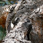 Woodpecker16.jpg
