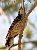 Woodpecker22.jpg