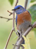 Bluebird2.jpg