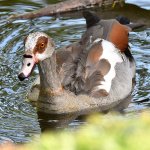 Goose4.jpg