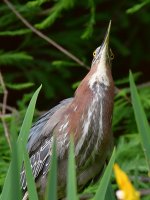 GreenHeron4.jpg