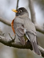Robin5.jpg