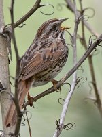Sparrow2.jpg