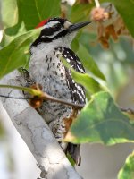 Woodpecker4.jpg