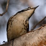 Woodpecker10.jpg