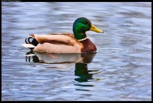 20170408-_P3F2928c.jpg