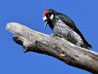 Woodpecker3.jpg