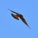 Swallow.jpg