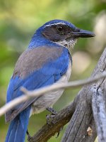 Scrubjay2.jpg