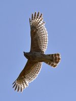 Hawk.jpg