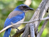 Scrubjay.jpg