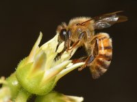 Bee.jpg