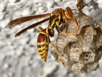 Wasp.jpg