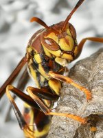 Wasp4.jpg
