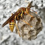 Wasp6.jpg