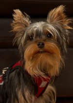 DSC_3185 -1 Ruby face .jpg