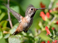 Hummer5.jpg