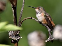 Hummer12.jpg
