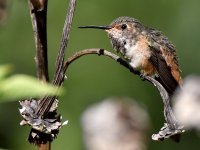 Hummer13.jpg