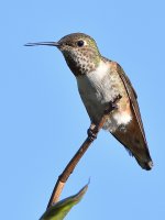 Hummer.jpg
