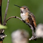 Hummer14.jpg