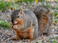 Squirrel.jpg