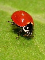 Ladybug.jpg