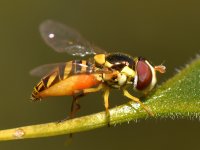 HoverFly.jpg
