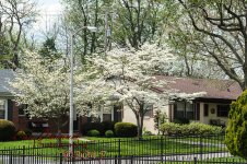 Flowering Trees-4829.jpg