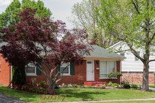 Flowering Trees-4831.jpg