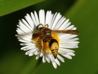 Wasp2.jpg