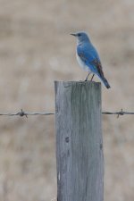 bluebird-0003-DSC_3924.jpg