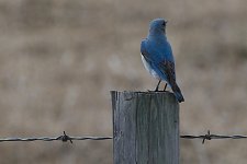 bluebird-0002-DSC_3923.jpg