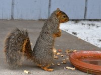 Squirrel2.jpg