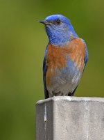 Bluebird3.jpg