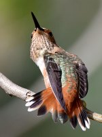 Hummer36.jpg