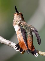 Hummer37.jpg
