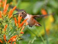 Hummer43.jpg