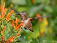 Hummer44.jpg
