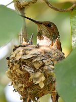 Hummer5.jpg