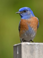 Bluebird4.jpg