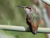 Hummer33.jpg